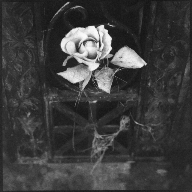 Denise Oehl, ‘Philmont Flower’, 2018, John Davis Gallery