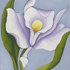 Henrietta Shore