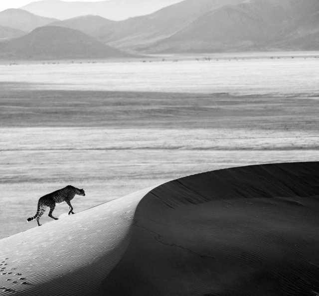 David Yarrow, ‘Prowl’, 2013, Photography, Archival Pigment Print, Maddox Gallery