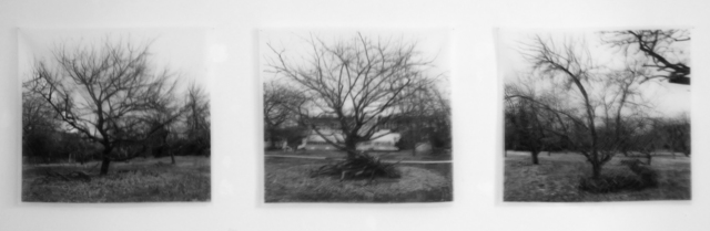 Penelope Stewart, ‘Les Vergers II, black and white photograph on transparent silk, double image’, 2019, CMS Art Projects