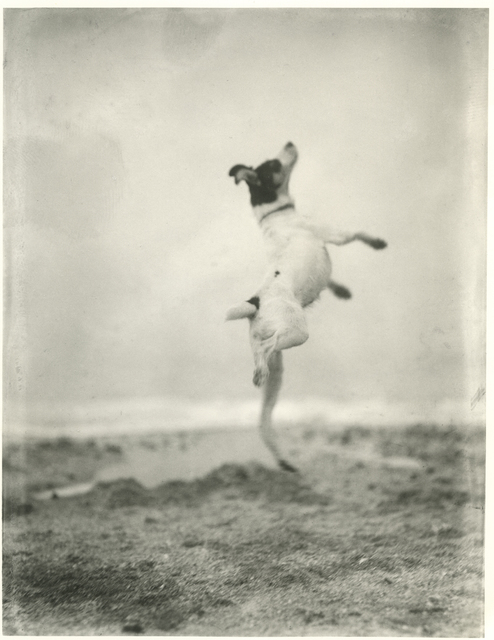 Jacques Henri Lartigue, ‘Toby’, 1923, Photography, Silver gelatin print, °CLAIRbyKahn Galerie