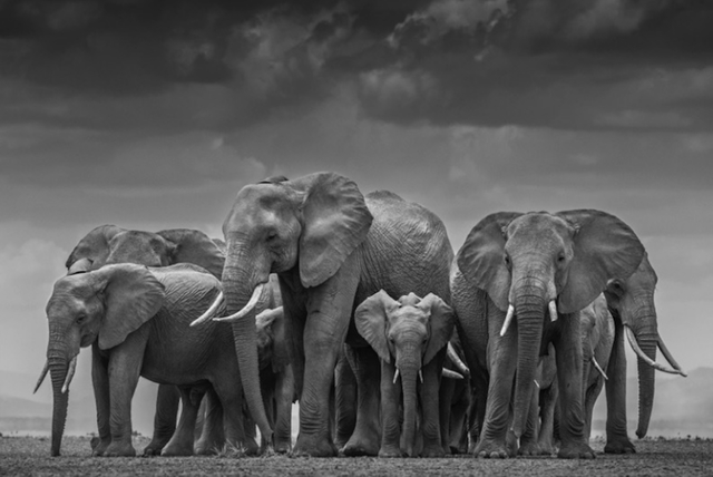 David Yarrow, ‘The Circle Of Life II’, 2015, Photography, Archival Pigment Print, Hilton Asmus