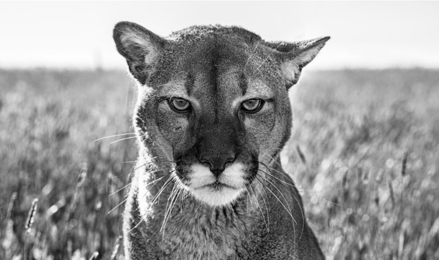 David Yarrow, ‘Smokey, The Mountain Lion’, 2018, Visions West Contemporary