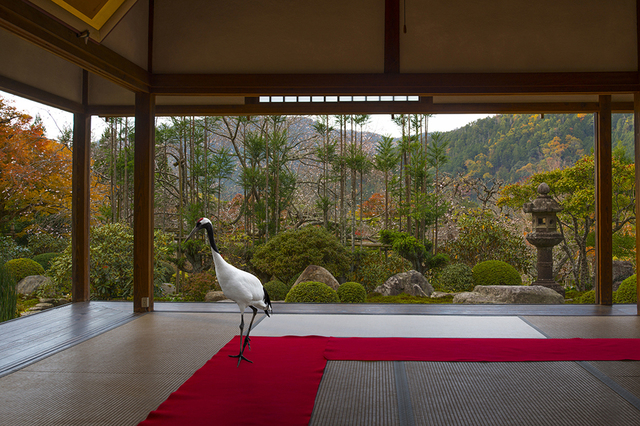 Karen Knorr, ‘Journey to the Great Sage , Jikko –in Temple, 0hara’, 2015, Galerie Les filles du calvaire