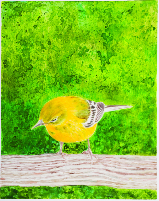 Eleanor Hubbard, ‘Wet Warbler’, 2015, Drawing, Collage or other Work on Paper, Watercolor and colored pencil on yupo paper, Walter Wickiser Gallery