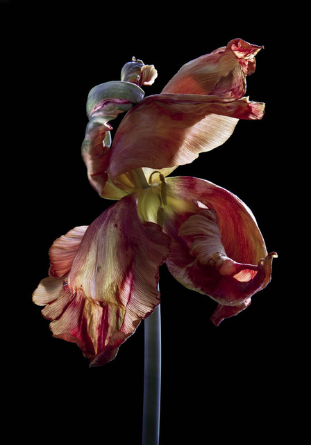 Carla van de Puttelaar, ‘Hortus Nocturnum’, 2010-2012, Danziger Gallery