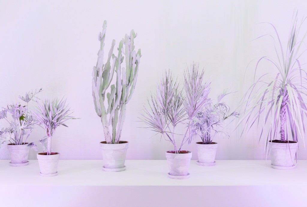 Andrew Dadson, 'House Plants' (detail), 2017, installation view from 'Site For Still Life', Contemporary Art Gallery, Vancouver, 2017. Courtesy the artist, David Kordansky Gallery and Galleria Franco Noero. Photography by SITE Photography Andrew Dadson, 'House Plants' (detail), 2017, installation view from 'Site For Still Life', Contemporary Art Gallery, Vancouver, 2017. Courtesy the artist, David Kordansky Gallery and Galleria Franco Noero. Photography by SITE Photography