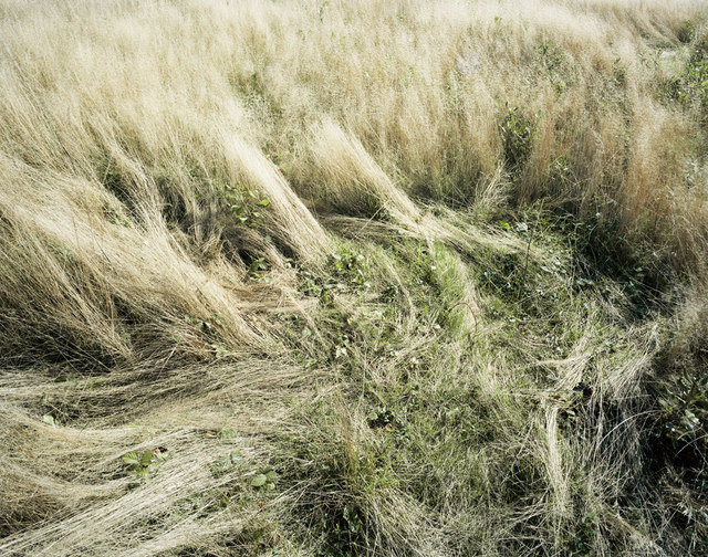 Katherine Wolkoff, ‘Deerbeds 02’, 2007, Photography, Archival Pigment Print, Benrubi Gallery