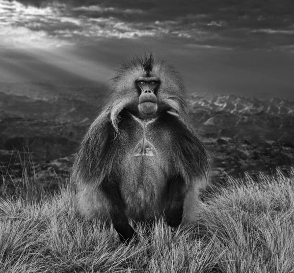 David Yarrow, ‘Members Only’, ca. 2018, Samuel Lynne Galleries