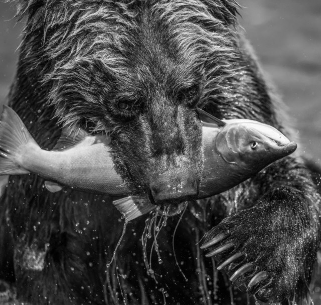 David Yarrow, ‘Primeval’, 2017, Photography, Digital Pigment Print on Archival 315gsm Hahnemuhle Photo Rag Baryta Paper, Isabella Garrucho Fine Art