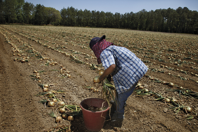 Gillian Laub, ‘Onion harvesting’, ca. 2010, Benrubi Gallery