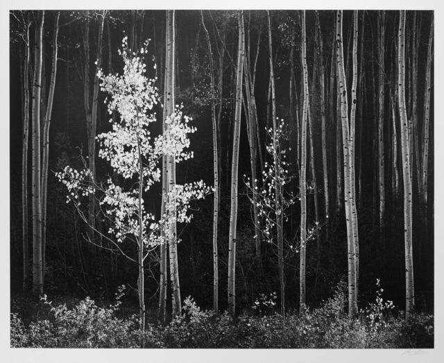 Ansel Adams, ‘Aspens, Northern New Mexico’, ca. 1958, Photography West Gallery