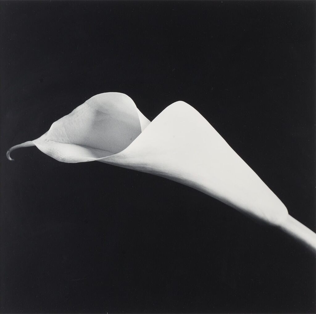 Robert Mapplethorpe - Calla Lily