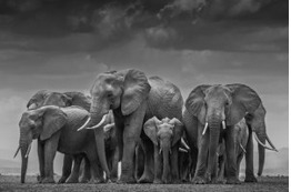 David Yarrow, ‘Circle of Life II’, ca. 2015, Photography, Archival Pigment Print, Samuel Lynne Galleries