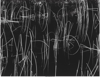 Reeds and Black Water