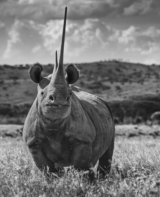 David Yarrow, ‘Unforgiven’, 2017, Maddox Gallery
