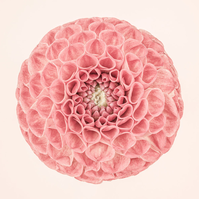 Paul Coghlin, ‘Pink Dahlia Circle II ’, 2015, Weston Gallery