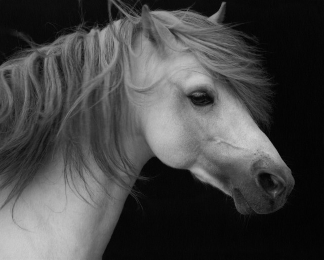 Sheila Rock, ‘Horse #2’, ca. 1999, ElliottHalls