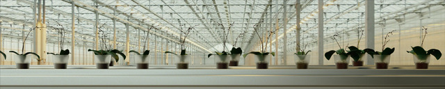 Orchids