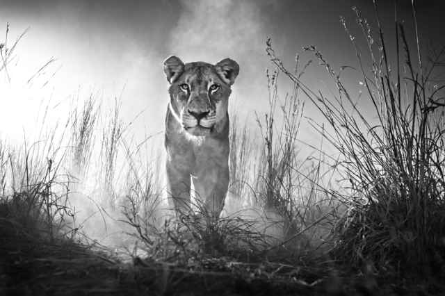 David Yarrow, ‘Gladiator’, 2015, Photography, Archival Pigment Print, Hilton Asmus