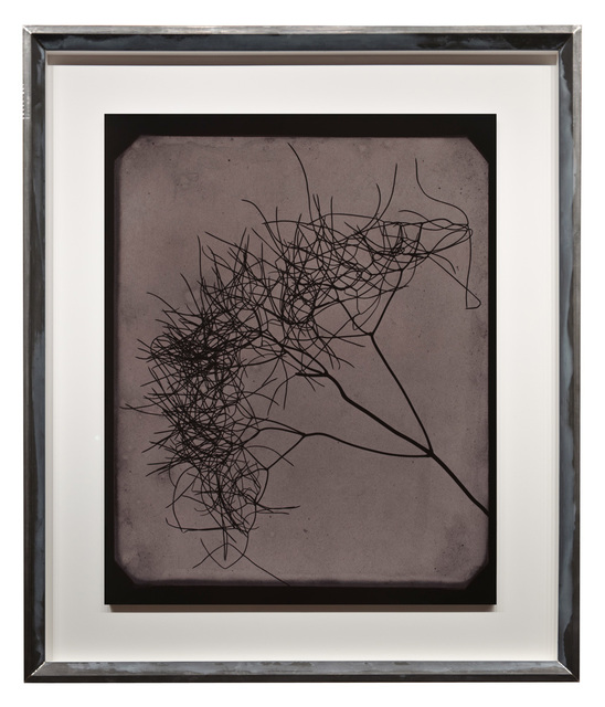 Hiroshi Sugimoto, ‘Wild Fennel, circa 1841-1842’, 2009, Fraenkel Gallery