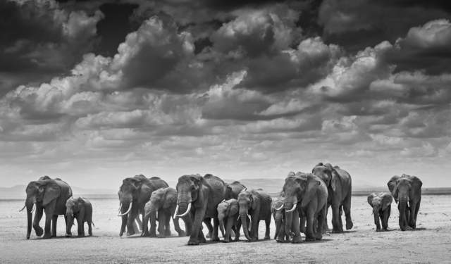 David Yarrow, ‘The Crossing’, 2015, Photography, Archival Pigment Print, Hilton Asmus