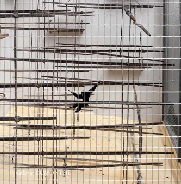 Eric Pillot, ‘Gibbon and Cage’, 2012, Photography, Pigment ink on fine-art matte paper, pasted on aluminum, Galerie Dumonteil