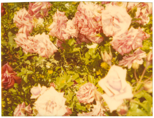 Stefanie Schneider, ‘Rosegarden II’, 2004, Photography, Nalog C-Print, hand-printed by the artist, based on a Polaroid, mounted on Aluminum with matte UV-Projection, Instantdreams
