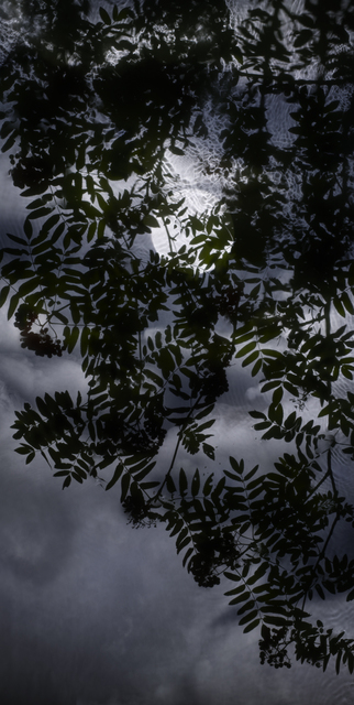 Susan Derges, ‘Full Moon Rowan’, 2017, Purdy Hicks Gallery
