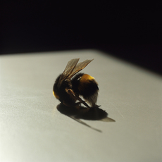 Lydia Goldblatt