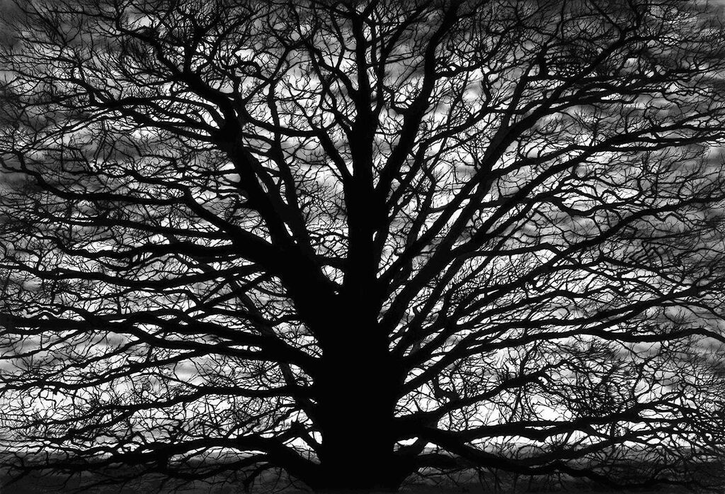 Robert Longo - Untitled (Gothic Tree)