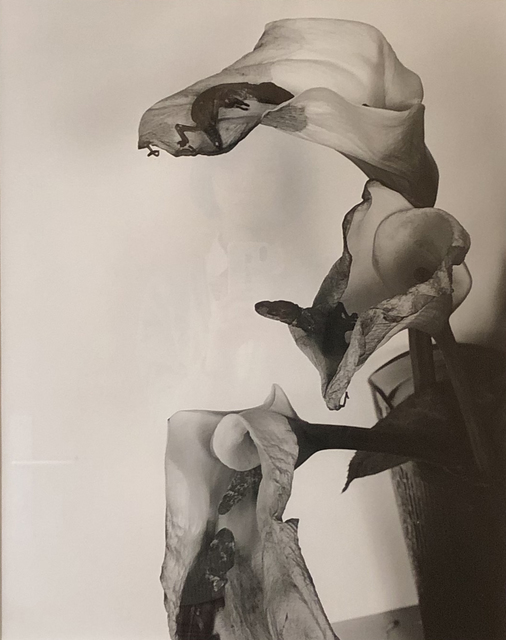Nobuyoshi Araki, ‘flower’, 2012, Aura Gallery