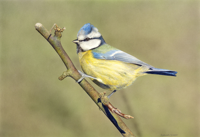 Adrian Smart, ‘Bluetit’, Drawing, Collage or other Work on Paper, Watercolour on board, Plus One Gallery