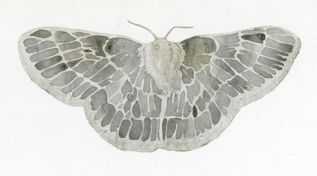 Jim Holyoak, ‘Emerald Moth (Cut Out)’, year unknown, Drawing, Collage or other Work on Paper, India ink, bG Gallery