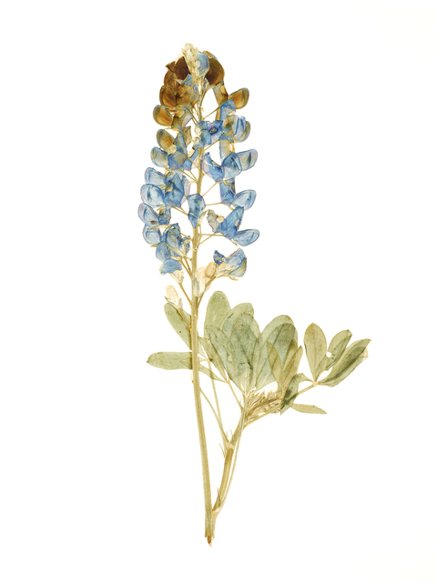 Steven Crawford, ‘Translucent Flora 2016 - Plate 1’, 2016, Photography, Photograph Diabond, Children's Museum of the Arts Benefit Auction