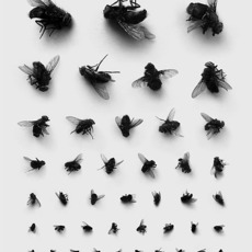 Rinat Voligamsi