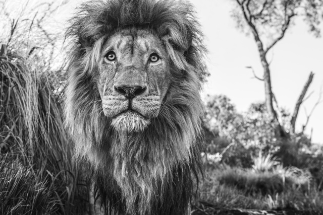 David Yarrow, ‘Kingdom’, 2019, Fineart Oslo