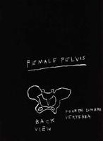 Jean-Michel Basquiat - Anatomy, female pelvis, back view