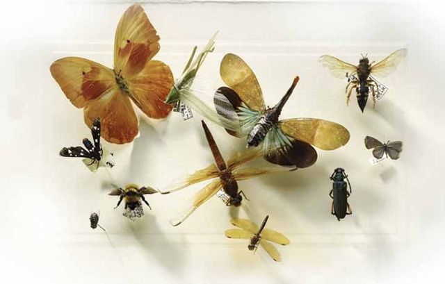 Laurie Rubin, ‘Assorted Insects’, Chicago Art Source