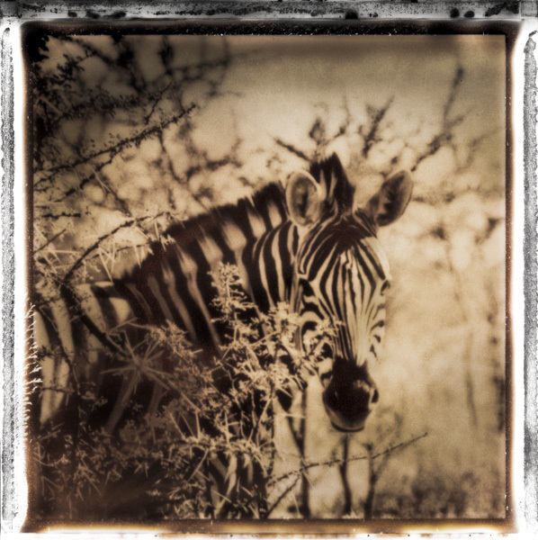 Burchell's Zebra, Namibia, 2010 by Frank af Petersens Burchell's Zebra, Namibia, 2010 by Frank af Petersens