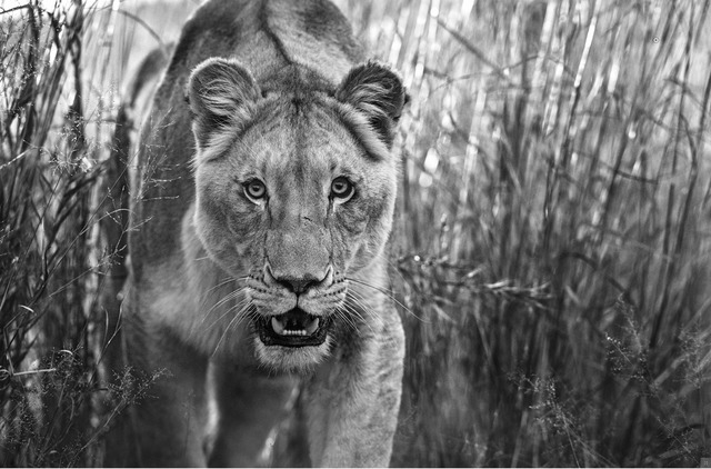 David Yarrow, ‘Designated survivor’, 2018, Photography, Archival pigment ink on paper, Fineart Oslo