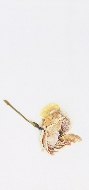 Craigie Horsfield, ‘Peony, New York, June 2003’, 2005, Photography, Dry print, Monica De Cardenas