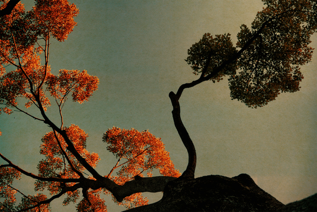Albarrán Cabrera, ‘The Mouth of Krishna, #503’, 2019, Photography, Printed 2021 Pigments, Japanese paper and gold leaf, Michael Hoppen Gallery
