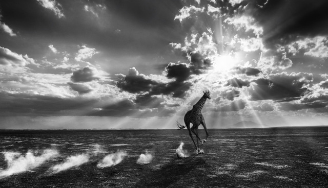 David Yarrow, ‘Heaven Can Wait’, 2014, Photography, Archival Pigment Print, Hilton Asmus