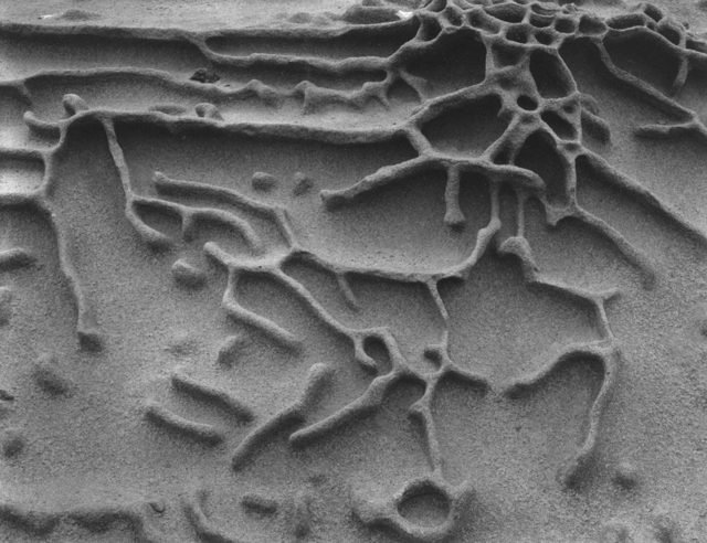 Edward Weston, ‘Sandstone Erosion, Point Lobos’, 1942, Photography, Gelatin Silver, Michael Dawson Gallery
