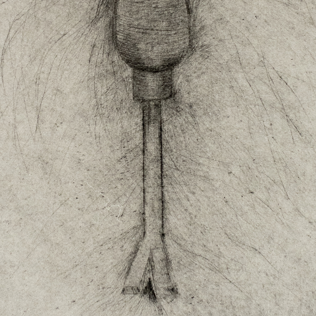 Jim Dine Weedpuller (Drypoint) (1972) Available for