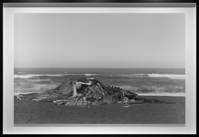Richard Learoyd, ‘Whale, Pacifica’, 2015, Photography, Gelatin-silver contact print, Fraenkel Gallery