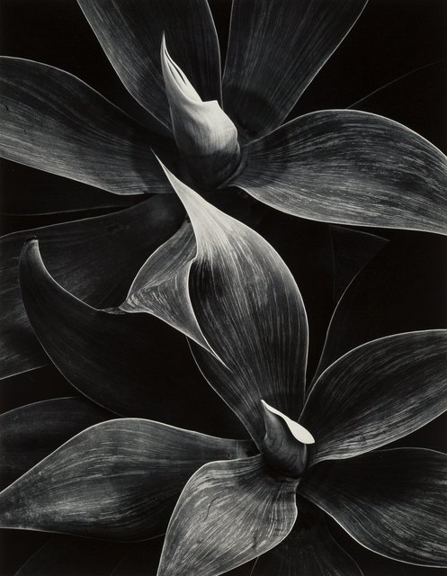 芸術写真 CharlesGateWood 芸術写真 CharlesGateWood 芸術写真 CharlesGateWood 英]Charles