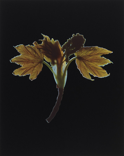 Susan Derges, ‘Sycamore Number 1’, 2000, Grob Gallery