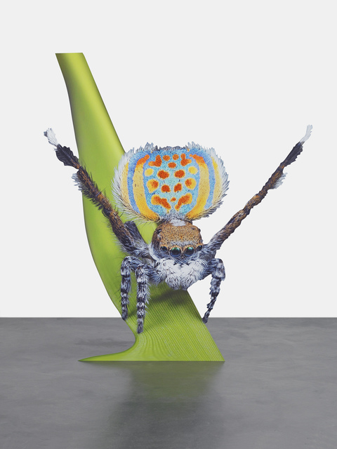 Katja Novitskova, ‘Approximation (peacock spider)’, 2015, Photography, Digital print on aluminum, cutout display, The Museum of Modern Art